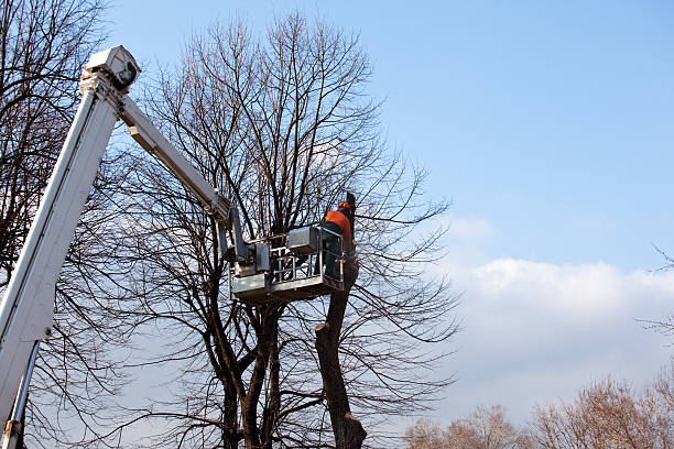 Landscape Design and Installation