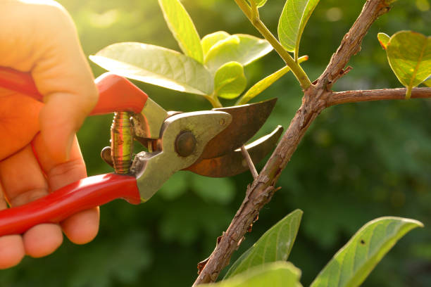 How Our Tree Care Process Works  in  Hugoton, KS